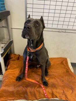 MAJOR -  Cane Corso Dog for Adoption in Jacksonville, Florida - MAJOR | PetCurious