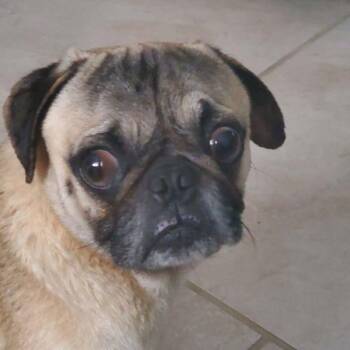 Pug Dogs Available for Adoption - Timothy | PetCurious