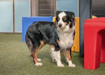 Australian Shepherd Dogs Available for Adoption in Scottsdale, Arizona - DAKOTA | PetCurious