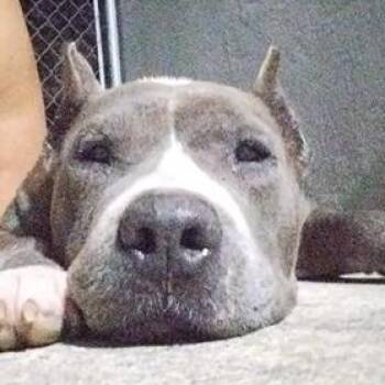 Pit Bull Terrier Dogs Available for Adoption - Daisy | PetCurious