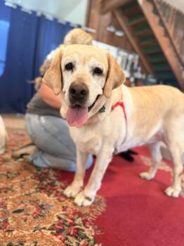 Maya (bonded with Lobo) -  Yellow Labrador Retriever Dog for Adoption in Petaluma, California - Maya (bonded With Lobo) | PetCurious