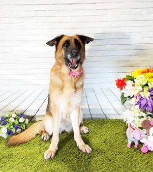 EMIRATE -  German Shepherd Dog Dog for Adoption in Castro Valley, California - EMIRATE | PetCurious