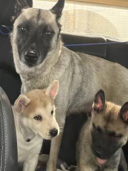 Rescue German Shepherd Dog Dogs for Adoption in Round Rock, Texas - Susanna | PetCurious