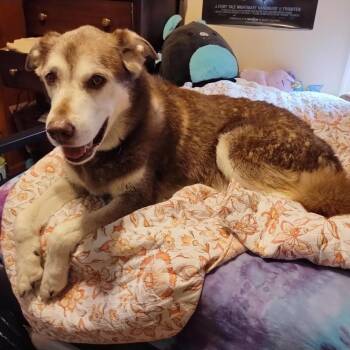 Baron D70628 -  Husky and Chocolate Labrador Retriever Dog for Adoption in Minnetonka, Minnesota - Baron D70628 | PetCurious
