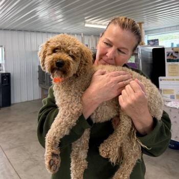 Koda Bear -  Miniature Poodle and Mixed Breed Dog for Adoption in Spanish Fork, Utah - Koda Bear | PetCurious