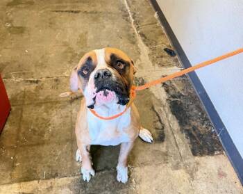 American Bulldog Dogs Available for Adoption - CAESAR | PetCurious