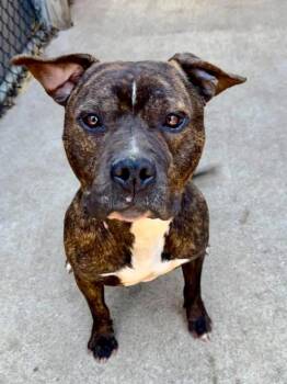 Pit Bull Terrier Dogs Available for Adoption - Turk | PetCurious