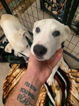 Labrador Retriever Dogs Available for Adoption - Sokka | PetCurious