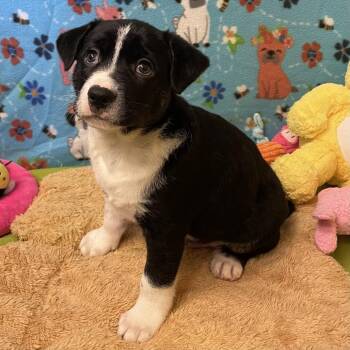Mixed Breed Dogs Available for Adoption in Chicago, Illinois - Croissant | PetCurious