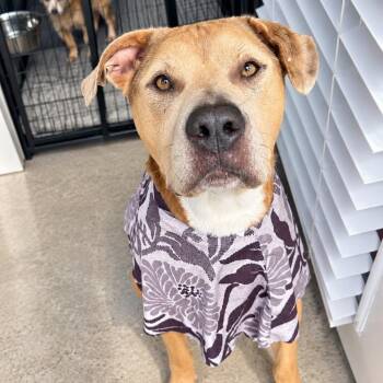 Odan -  American Staffordshire Terrier Dog for Adoption in Houston, Texas - Odan | PetCurious