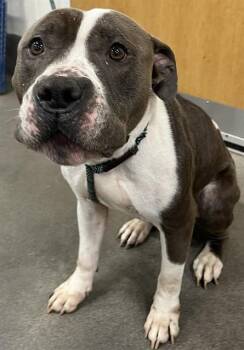 Pit Bull Terrier Dogs Available for Adoption - GINKGO | PetCurious