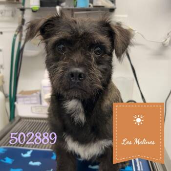 Bones -  Wirehaired Terrier Dog for Adoption in St. Augustine, Florida - Bones | PetCurious