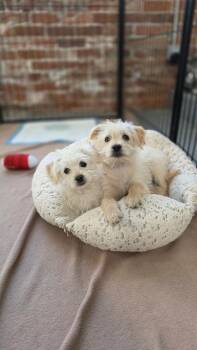Terrier Dogs Available for Adoption - Choo Choo | PetCurious