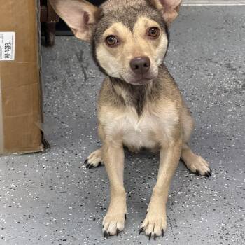 Connie -  Chihuahua and Jack Russell Terrier Dog for Adoption in Maynardville, Tennessee - Connie | PetCurious