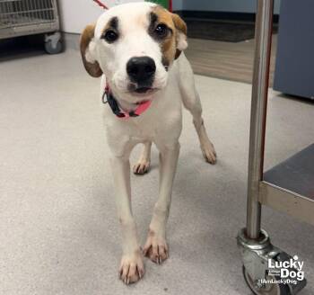 Honey -  Labrador Retriever and Hound Dog for Adoption in Washington, District Of Columbia - Honey | PetCurious