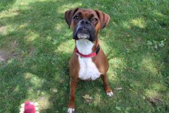 Boxer Dogs Available for Adoption in Kansas City, Missouri - Pola | PetCurious