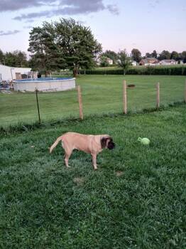 Lucy ***Courtesy Listing*** -  Mastiff Dog for Adoption in Peru, New York - Lucy ***Courtesy Listing*** | PetCurious