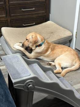 Eli -  Yellow Labrador Retriever Dog for Adoption in Brunswick, Maine - Eli | PetCurious
