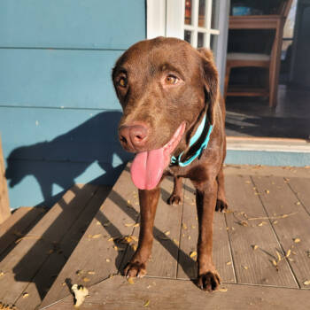 Rescue Mixed Breed Dogs for Adoption in Buffalo, Minnesota - Tallulah | PetCurious