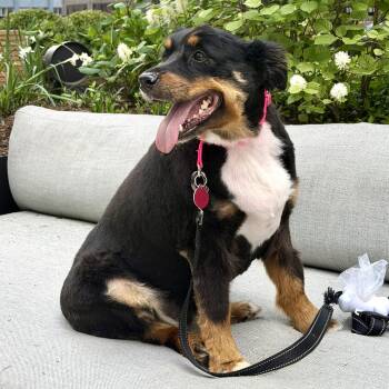 Australian Shepherd Dogs Available for Adoption - Athena | PetCurious