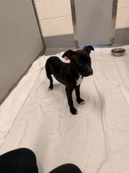 Clara-Belle -  Labrador Retriever and Mixed Breed Dog for Adoption in Daphne, Alabama - Clara-Belle | PetCurious