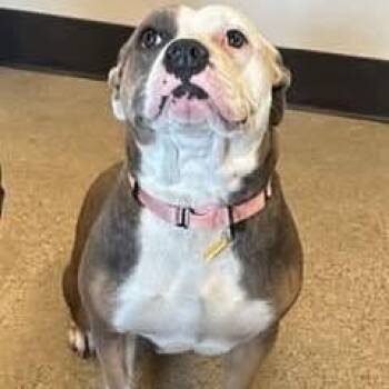 Sienna -  Pit Bull Terrier and Mixed Breed Dog for Adoption - Sienna | PetCurious