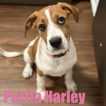 Boxer and Bernese Mountain Dog Dogs Available for Adoption - Portia Harley | PetCurious