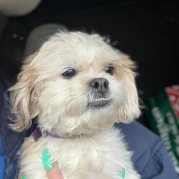 Shih Tzu Dogs Available for Adoption - Halliday | PetCurious