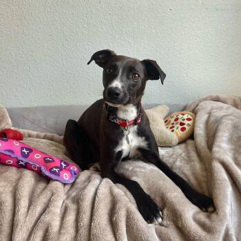 Whippet Dogs Available for Adoption in High Ridge, Missouri - Hershey | PetCurious