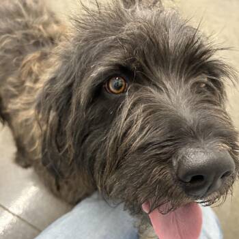 Arlo -  Black Labrador Retriever and Standard Poodle Dog Available for Adoption in Spring Hill, Kansas - Arlo | PetCurious