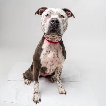 Haven -  Pit Bull Terrier Dog for Adoption in Palm Springs, California - Haven | PetCurious