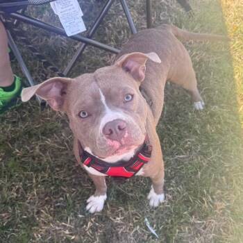 Pickles -  American Bully Dog for Adoption in Benbrook, Texas - Pickles | PetCurious