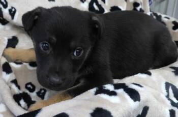 Shepherd Dogs Available for Adoption - Omazin | PetCurious