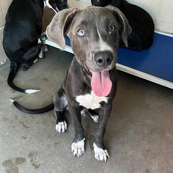Goose -  American Staffordshire Terrier and Mixed Breed Dog for Adoption in Edinburg, Texas - Goose | PetCurious