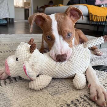 Macaulay -  Pit Bull Terrier Dog for Adoption in Los Angeles, California - Macaulay | PetCurious