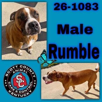 Rumble -  Pit Bull Terrier and Boxer Dog for Adoption in Georgetown, Kentucky - Rumble | PetCurious