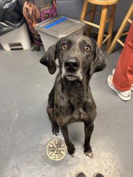 Coonhound Dogs Available for Adoption - Blue | PetCurious