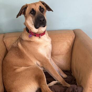 Great Dane and Black Mouth Cur Dogs Available for Adoption - Boomer | PetCurious