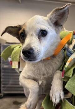 Mary -  Chihuahua Dog for Adoption in Las Vegas, Nevada - Mary | PetCurious