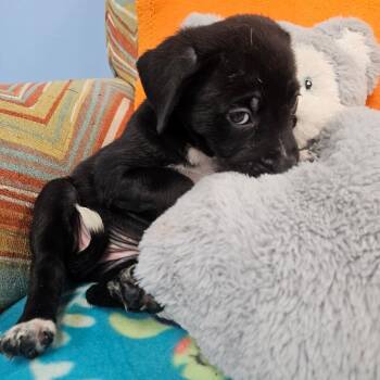 Tammy -  Mixed Breed Dog for Adoption in Huntsville, Alabama - Tammy | PetCurious