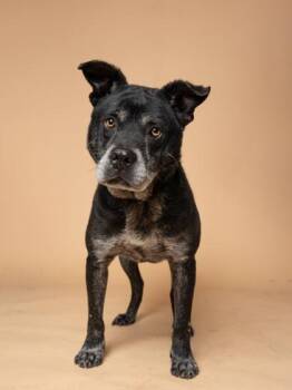 Garms -  Mixed Breed Dog for Adoption in Atlanta, Georgia - Garms | PetCurious