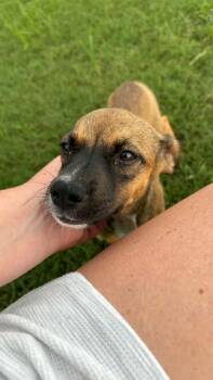 Jodie -  Terrier Dog for Adoption in Ayden, North Carolina - Jodie | PetCurious