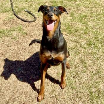 Bucky -  Doberman Pinscher Dog for Adoption in Bethel, Connecticut - Bucky | PetCurious