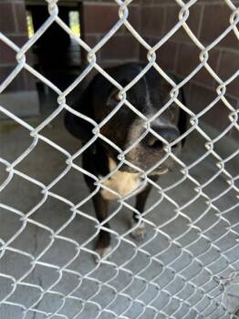 Hennessy -  Labrador Retriever and Mixed Breed Dog for Adoption in Savannah, Georgia - Hennessy | PetCurious