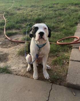 Cowboy -  Pit Bull Terrier Dog for Adoption in Tulsa, Oklahoma - Cowboy | PetCurious