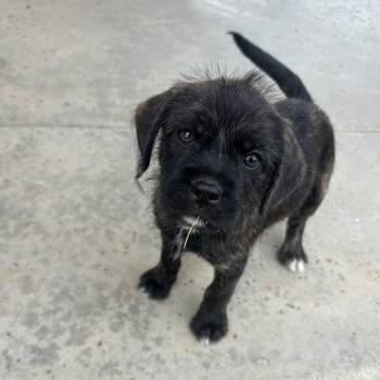 Terrier and Pug Dogs Available for Adoption in Phoenix, Arizona - Cooper | PetCurious