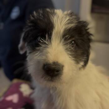 Tuffy (FKA Brando) -  Terrier and Mixed Breed Dog for Adoption in Midland, Texas - Tuffy (FKA Brando) | PetCurious