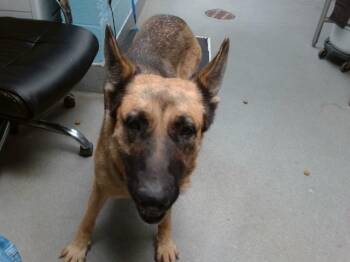 Rescue German Shepherd Dog and Mixed Breed Dogs for Adoption in Albuquerque, New Mexico - GINGERBREAD | PetCurious