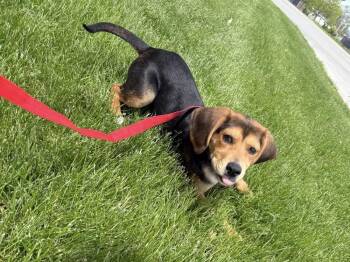 Francesca -  Beagle Dog Available for Adoption in South Bend, Indiana - Francesca | PetCurious