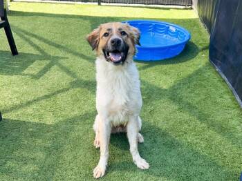 Rescue Anatolian Shepherd and Mixed Breed Dogs for Adoption in Tustin, California - TUNA DAVE | PetCurious